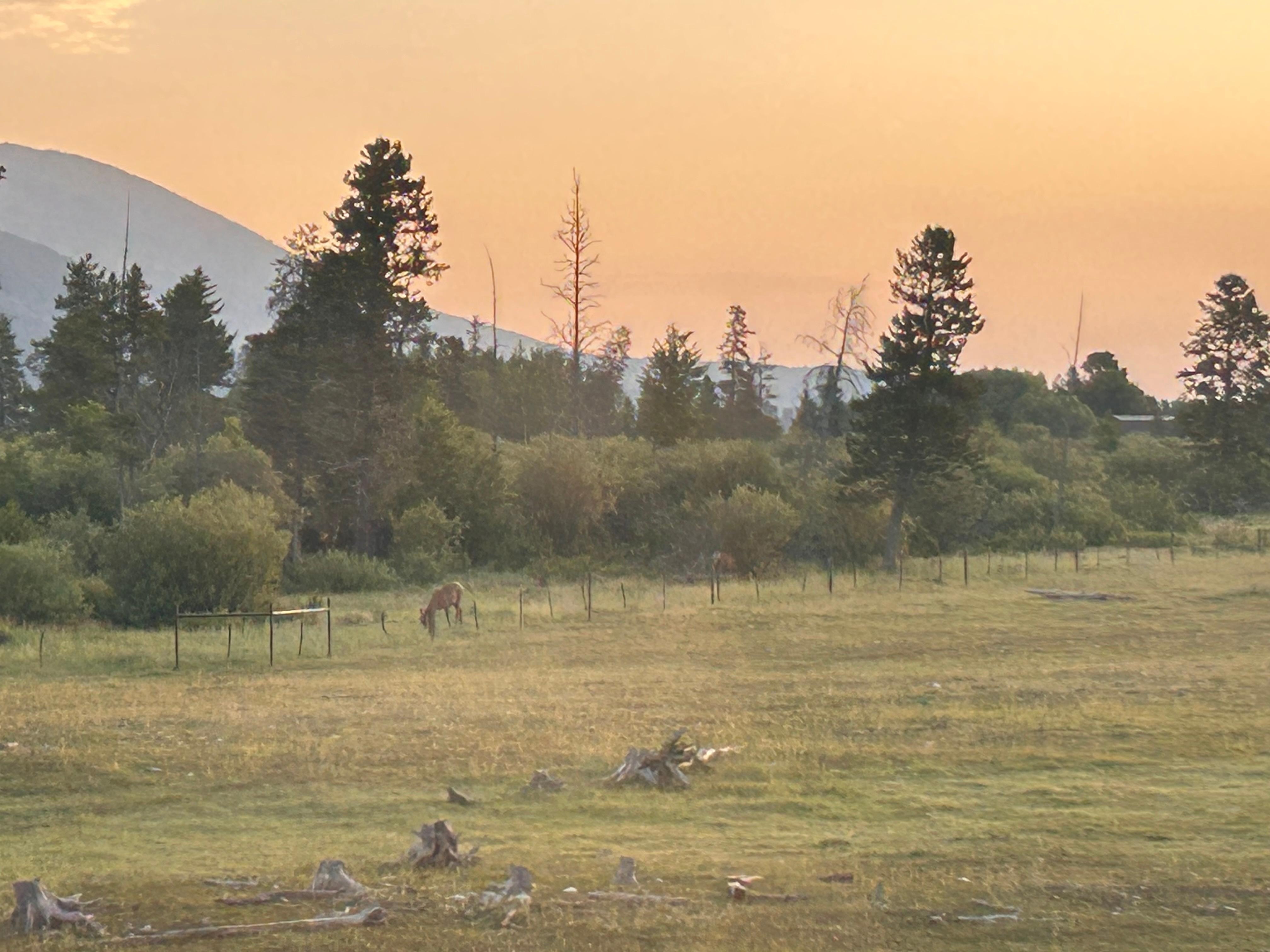 View from main bedroom upstairs of elk the morning we left.