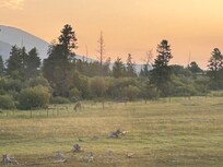 View from main bedroom upstairs of elk the morning we left.