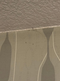 bugs on the wall
