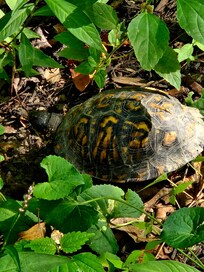 This little guy was hanging out by the pond.