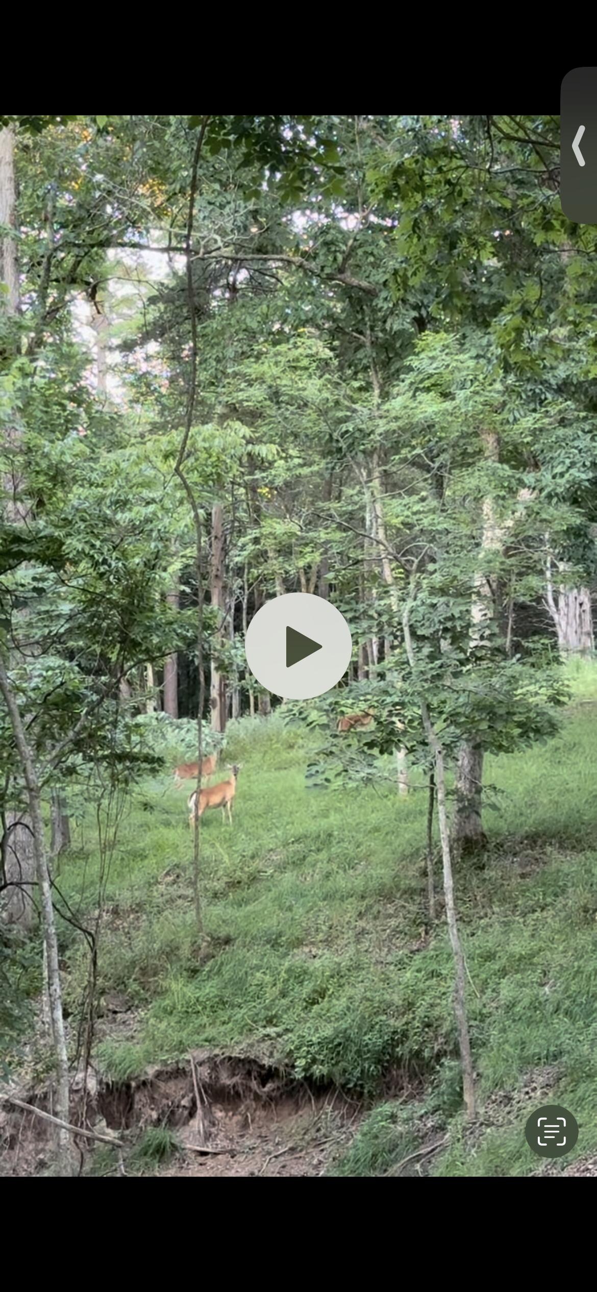 3 doe right outside our window