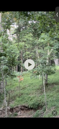 3 doe right outside our window