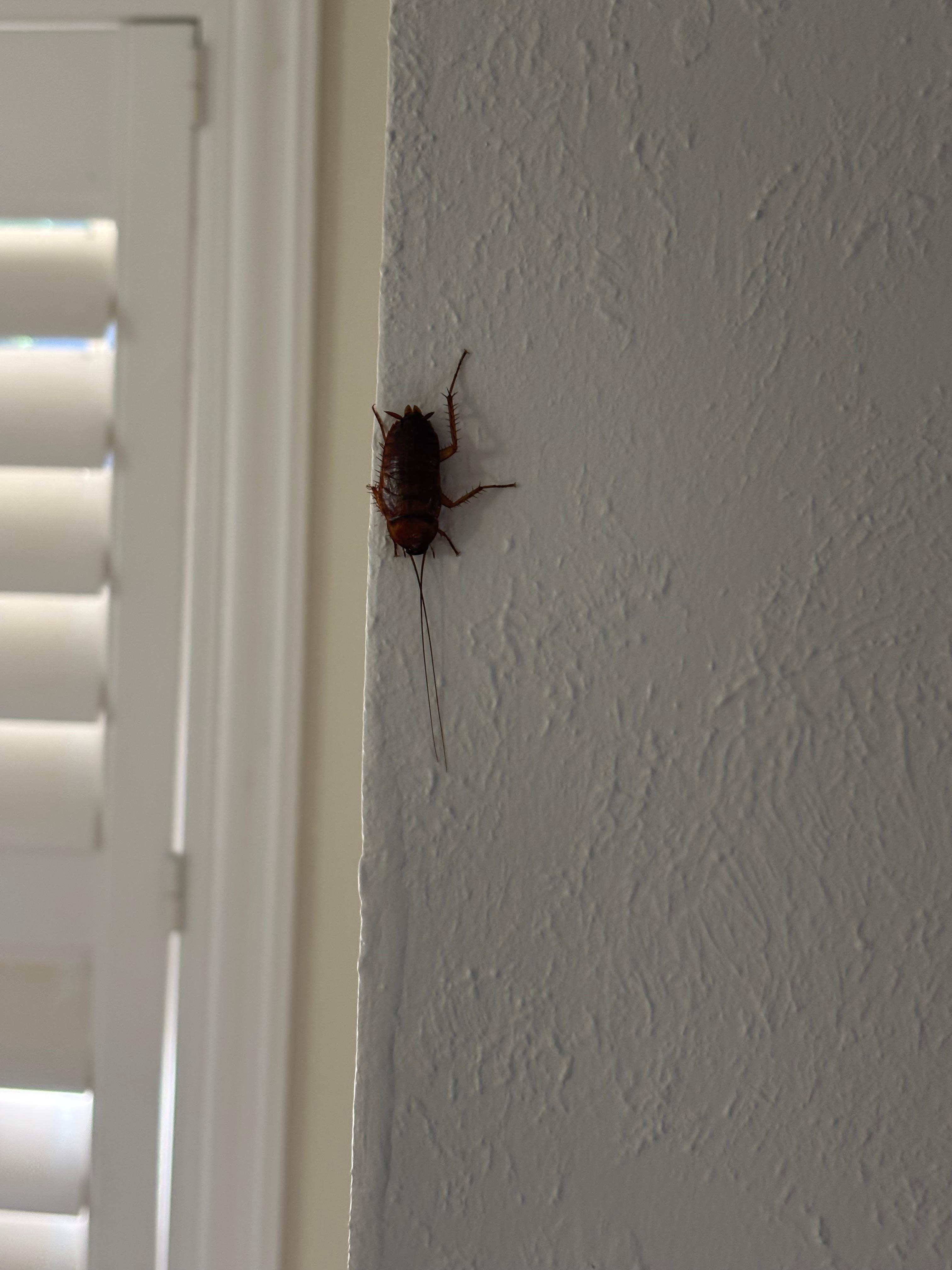 Cockroach