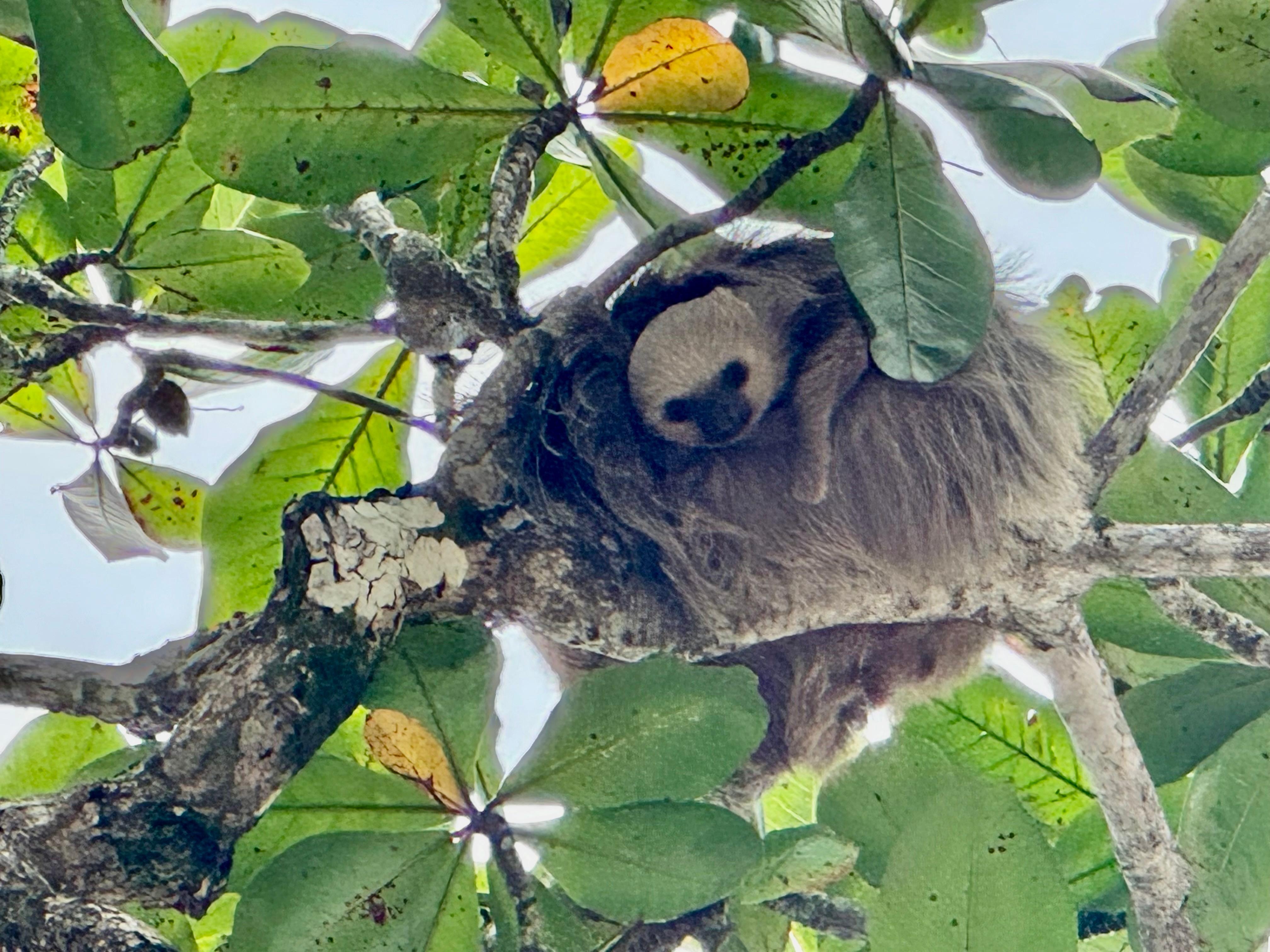 Faultier bei uns am Strand 