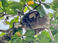 Faultier bei uns am Strand