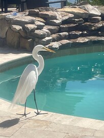 Fred came every day to visit