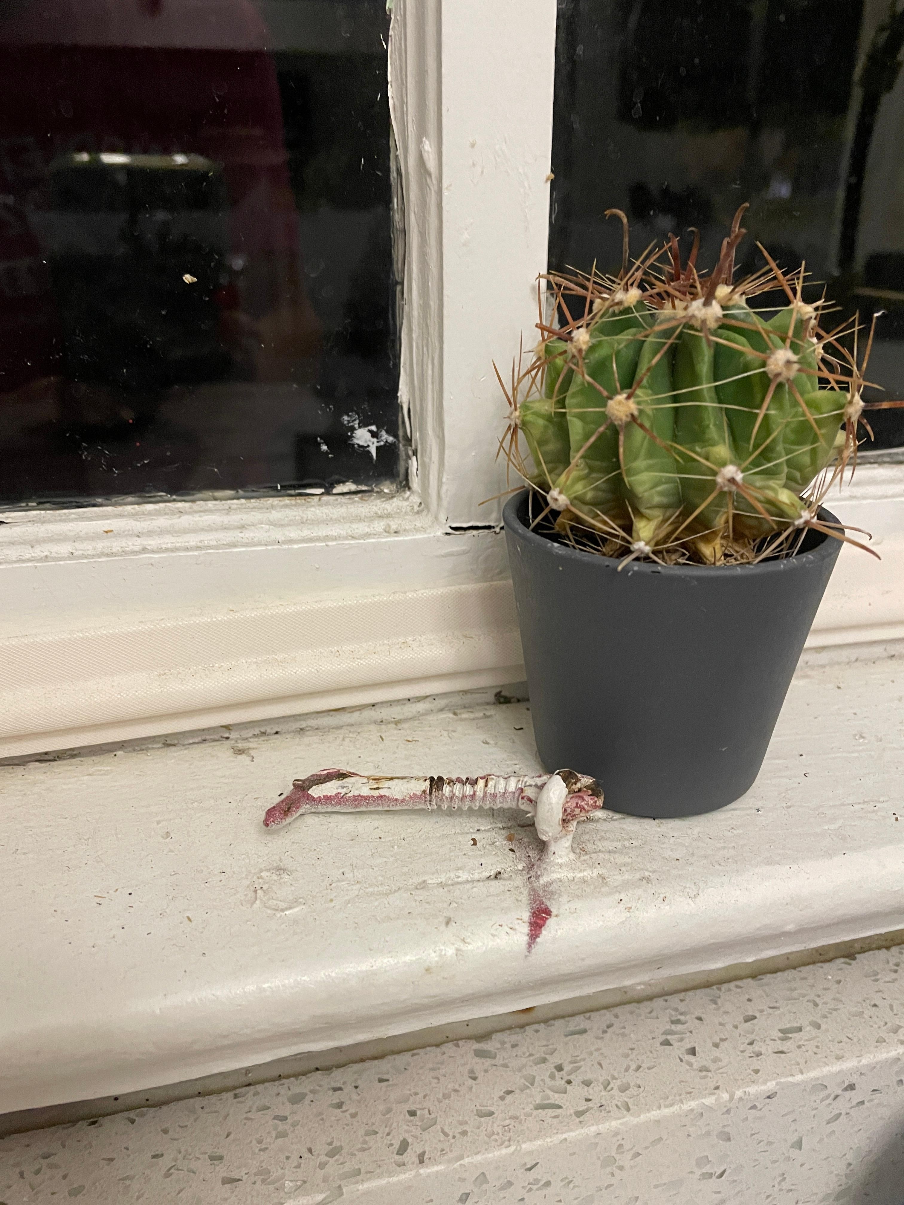 Windowsill at kitchen sink 