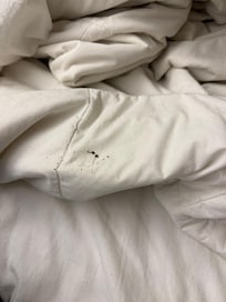 Bed bug residue