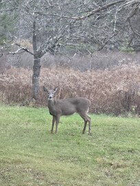 Deer on propery