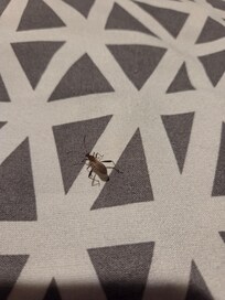 Wheelbug on bed.