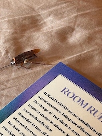 A visiting cockroach at night