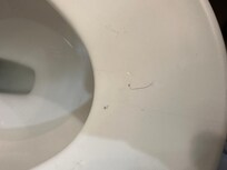 Pubic hair on toilet