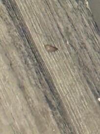 Dead bug and hair