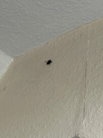 Dead fly