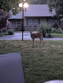 This cute little fella would come around the back of the house at dusk, stood their just looking like are you just taking my photo, or are you going to feed me lol!