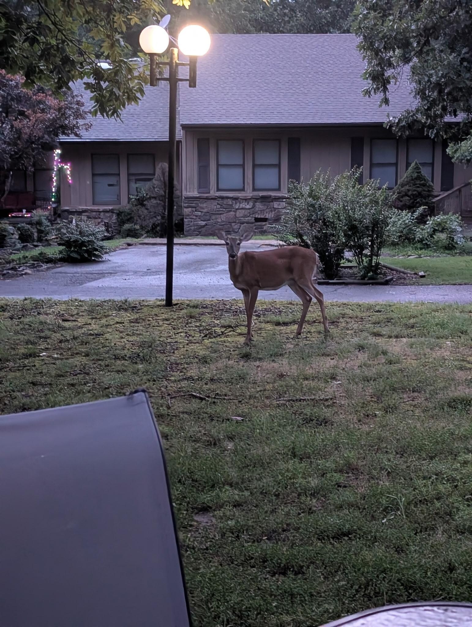 This cute little fella would come around the back of the house at dusk, stood their just looking like are you just taking my photo, or are you going to feed me lol!