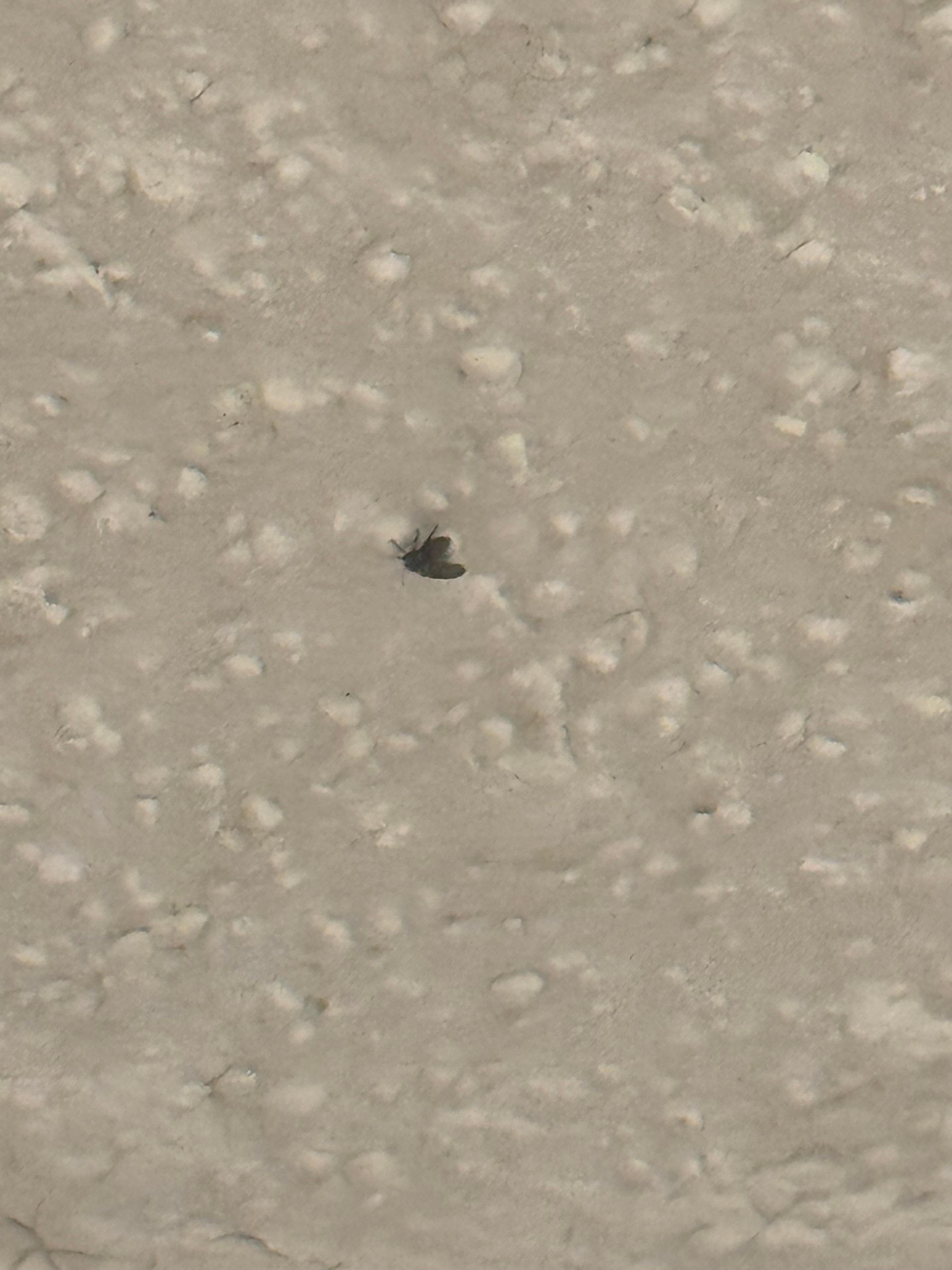 Bug/fly on bathroom ceiling 