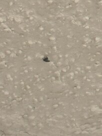 Bug/fly on bathroom ceiling