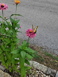 Flowers on the property and beautiful butterfly that stopped by one morning.