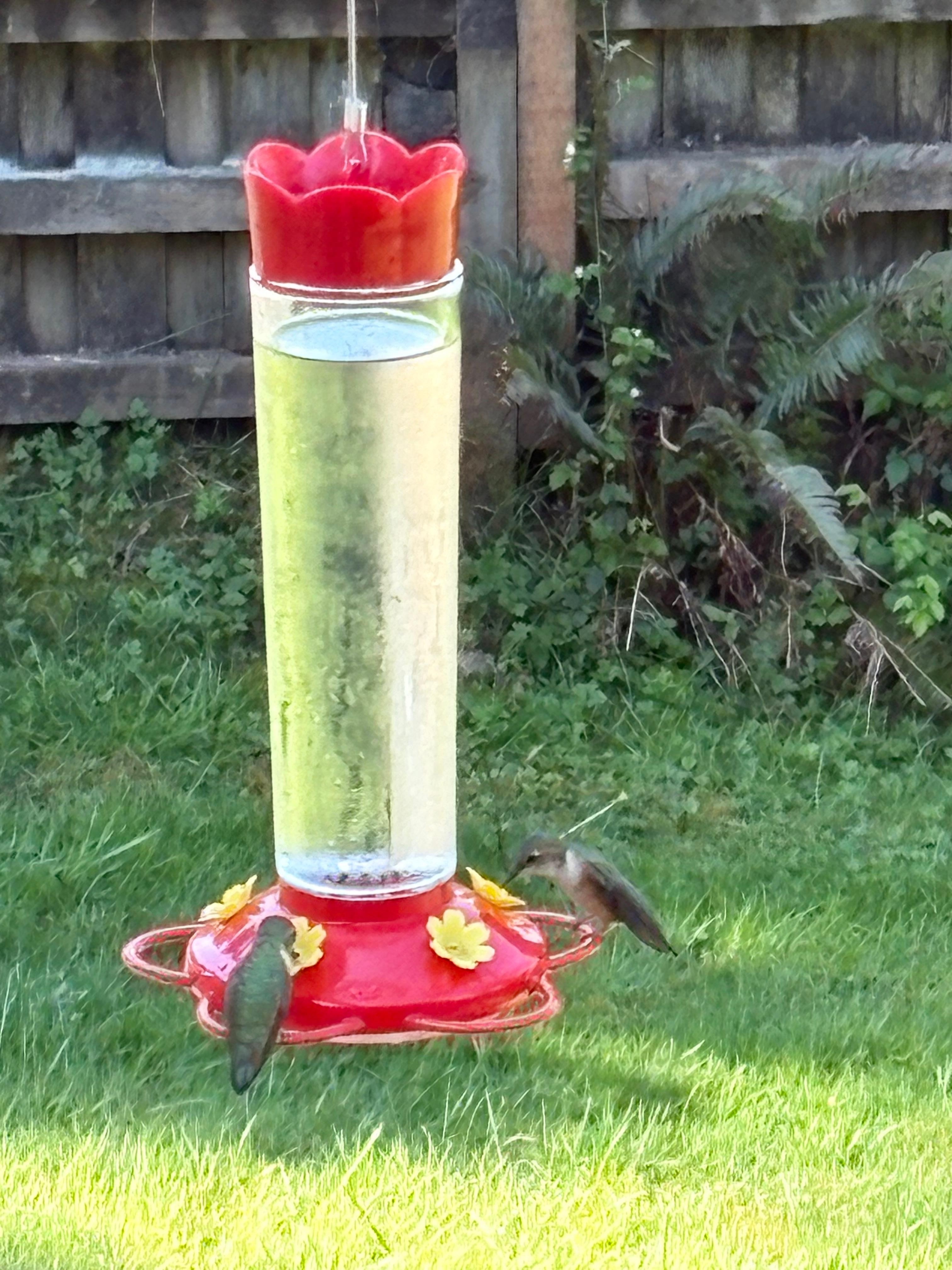 Hummingbirds