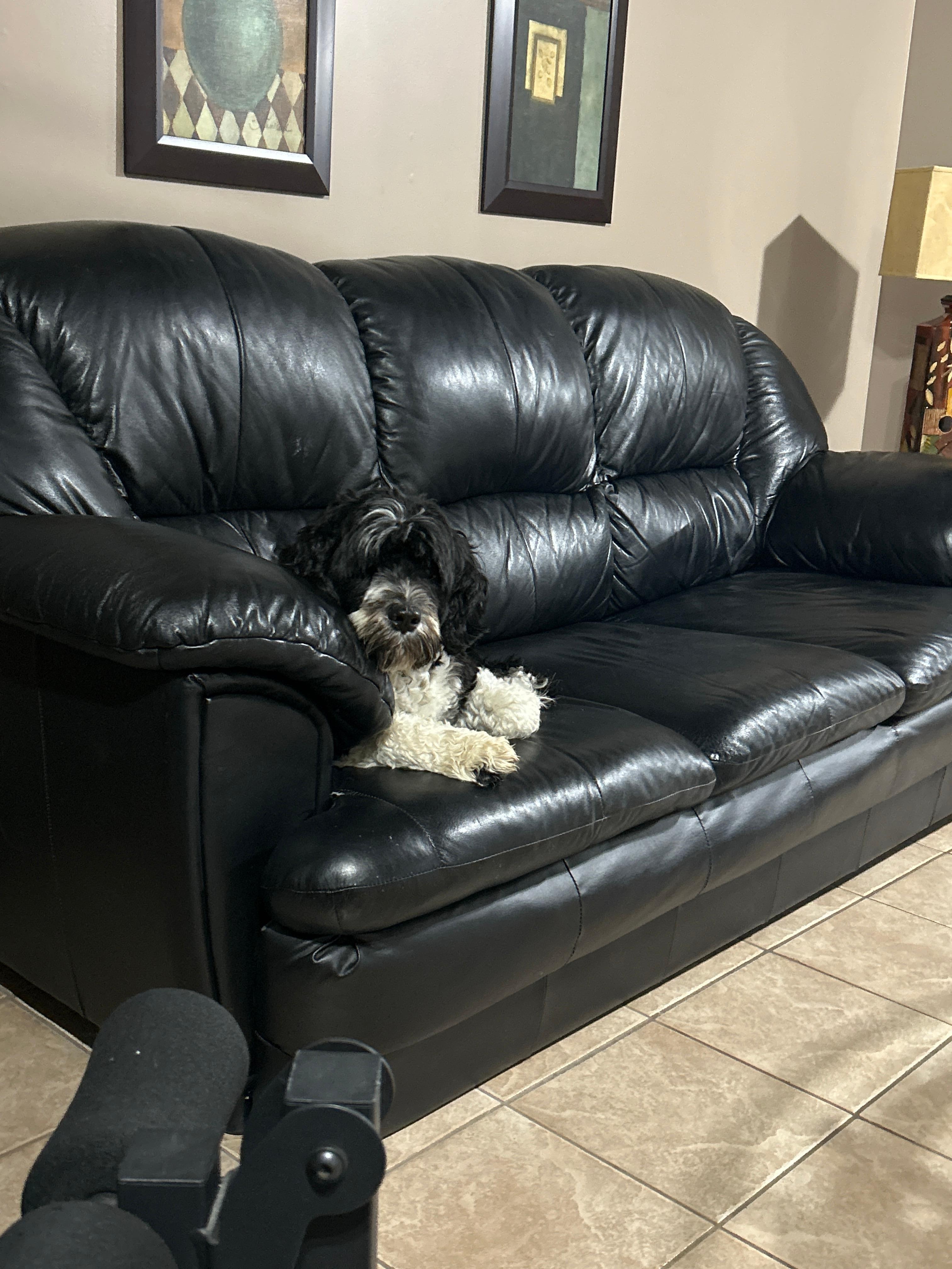 Our dog Lola was welcome and enjoyed her play date with the hosts puppy. 