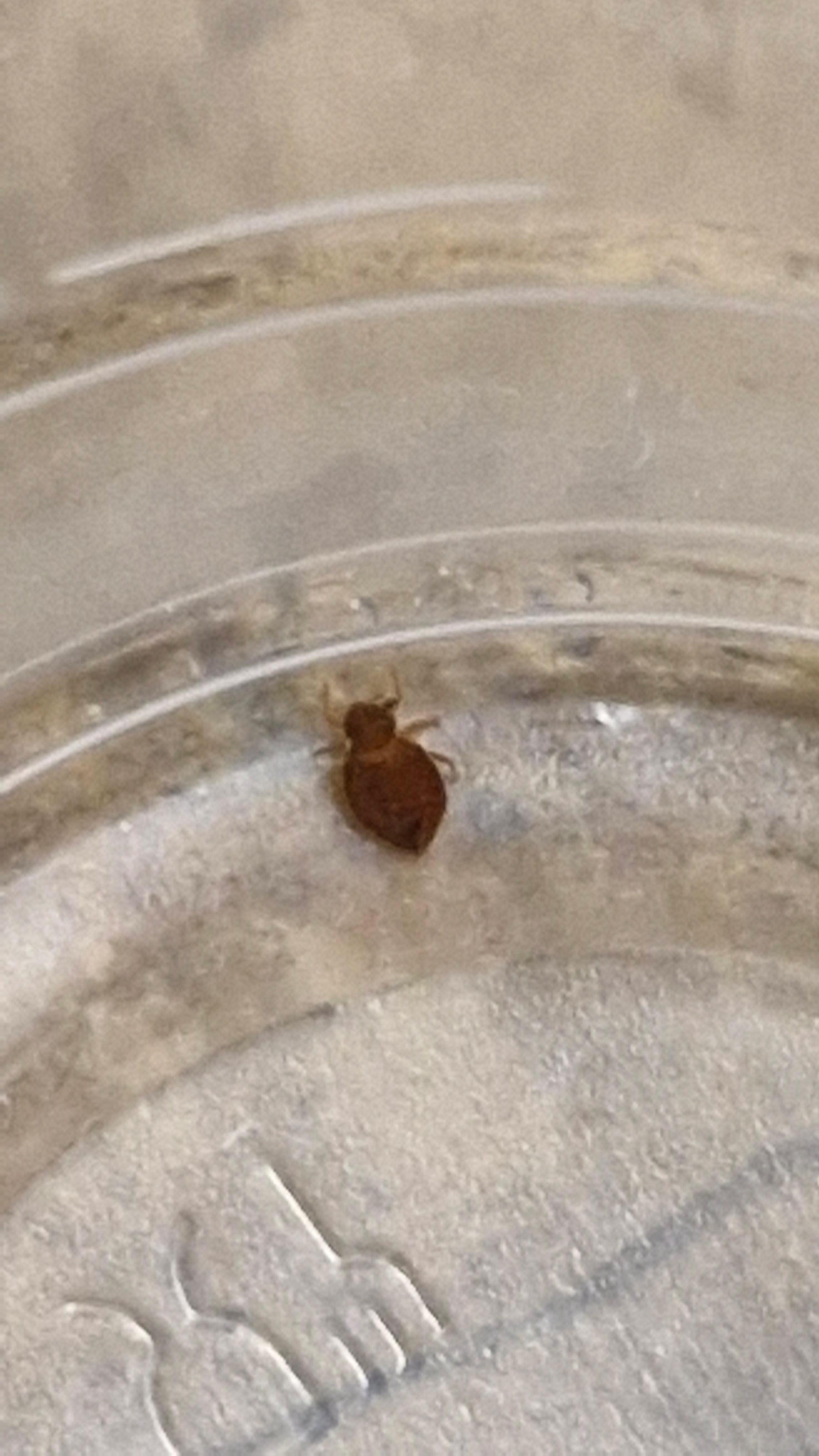 Bedbug, vägglöss 