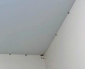 Ladybugs hanging out 