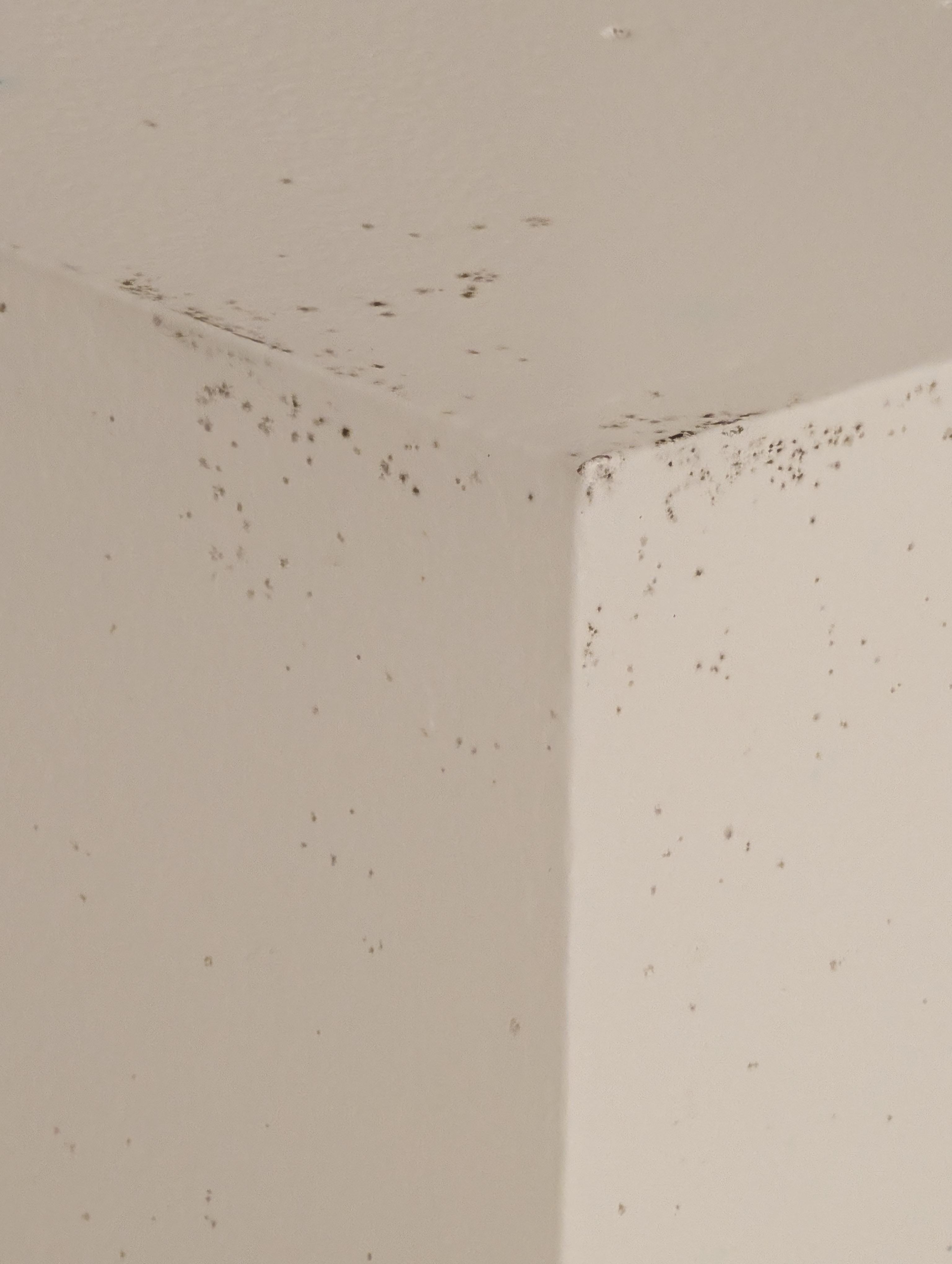 Bathroom mold