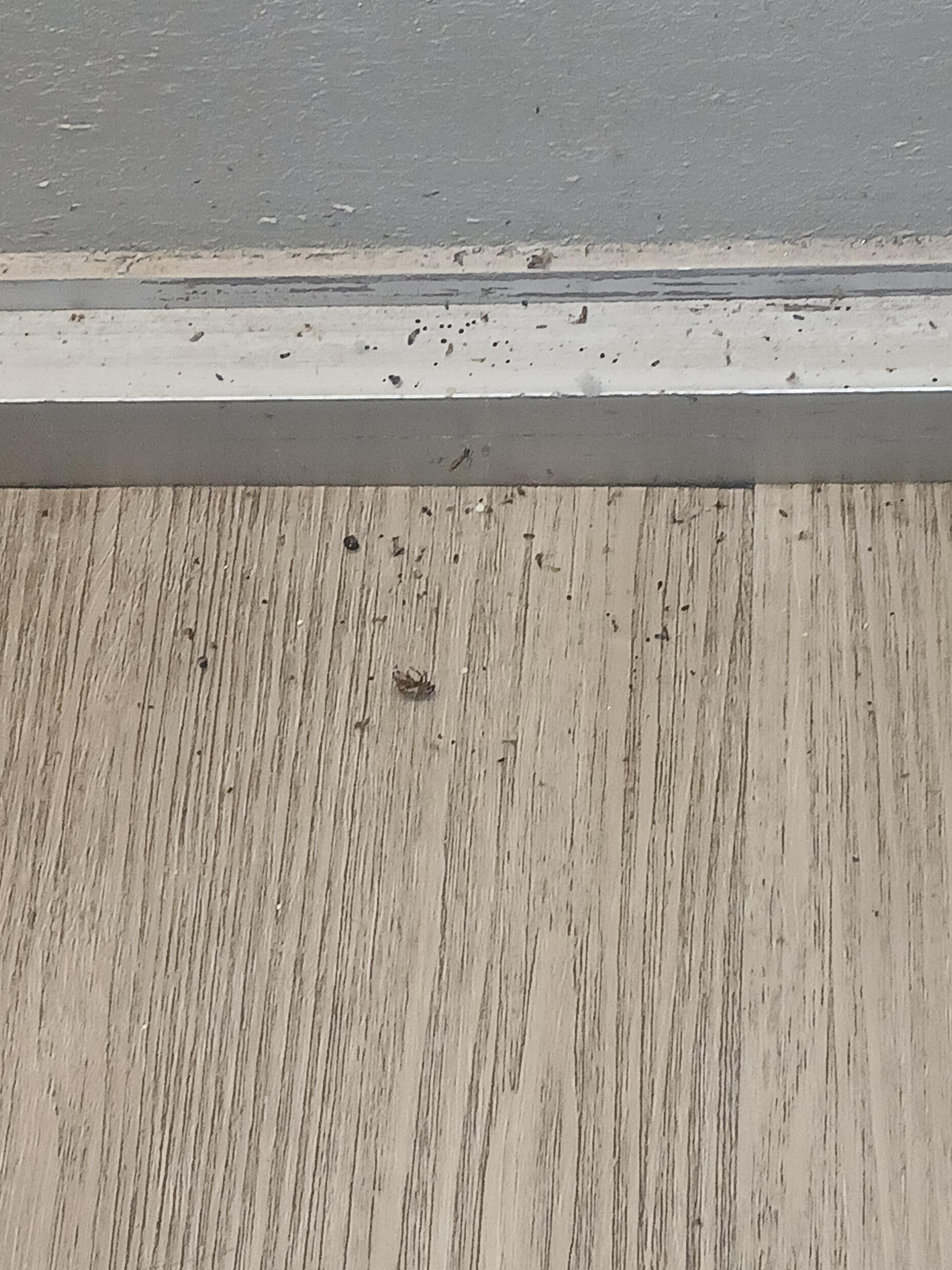 Dead Bugs all in room on the floor
