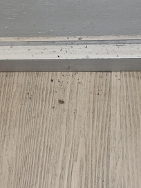 Dead Bugs all in room on the floor