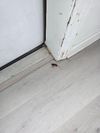 Dead bugs upon arrival
