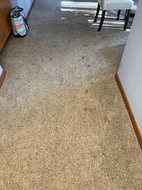 Stained carpet