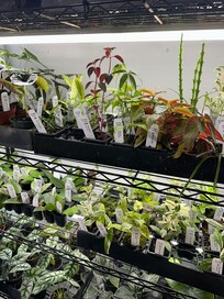 Some plants that I purchased.