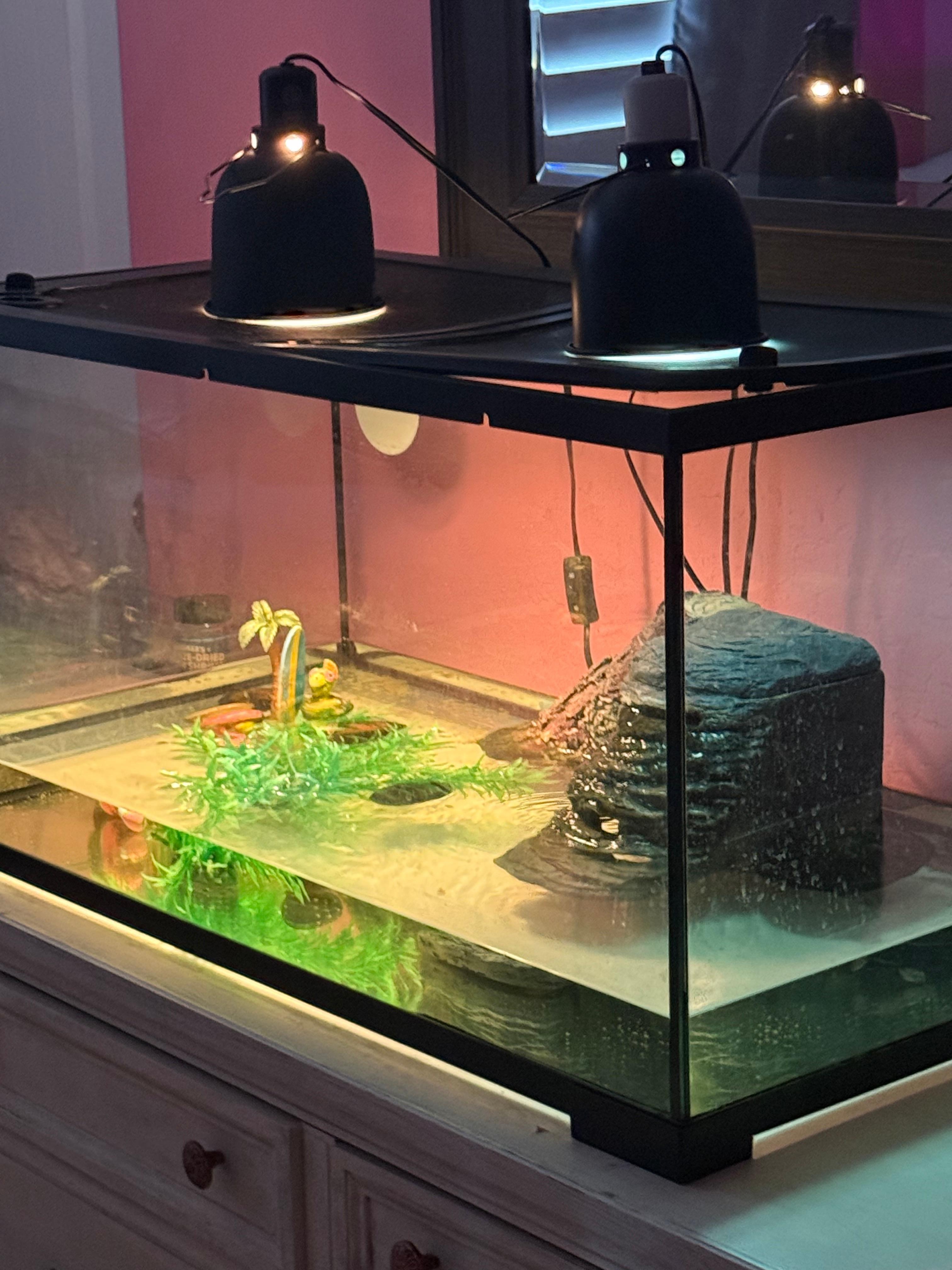 Sweet little turtle that we cared for, but didn’t have any instructions on what to do. Felt like we were housesitting for strangers. 