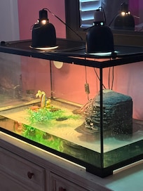 Sweet little turtle that we cared for, but didn’t have any instructions on what to do. Felt like we were housesitting for strangers.