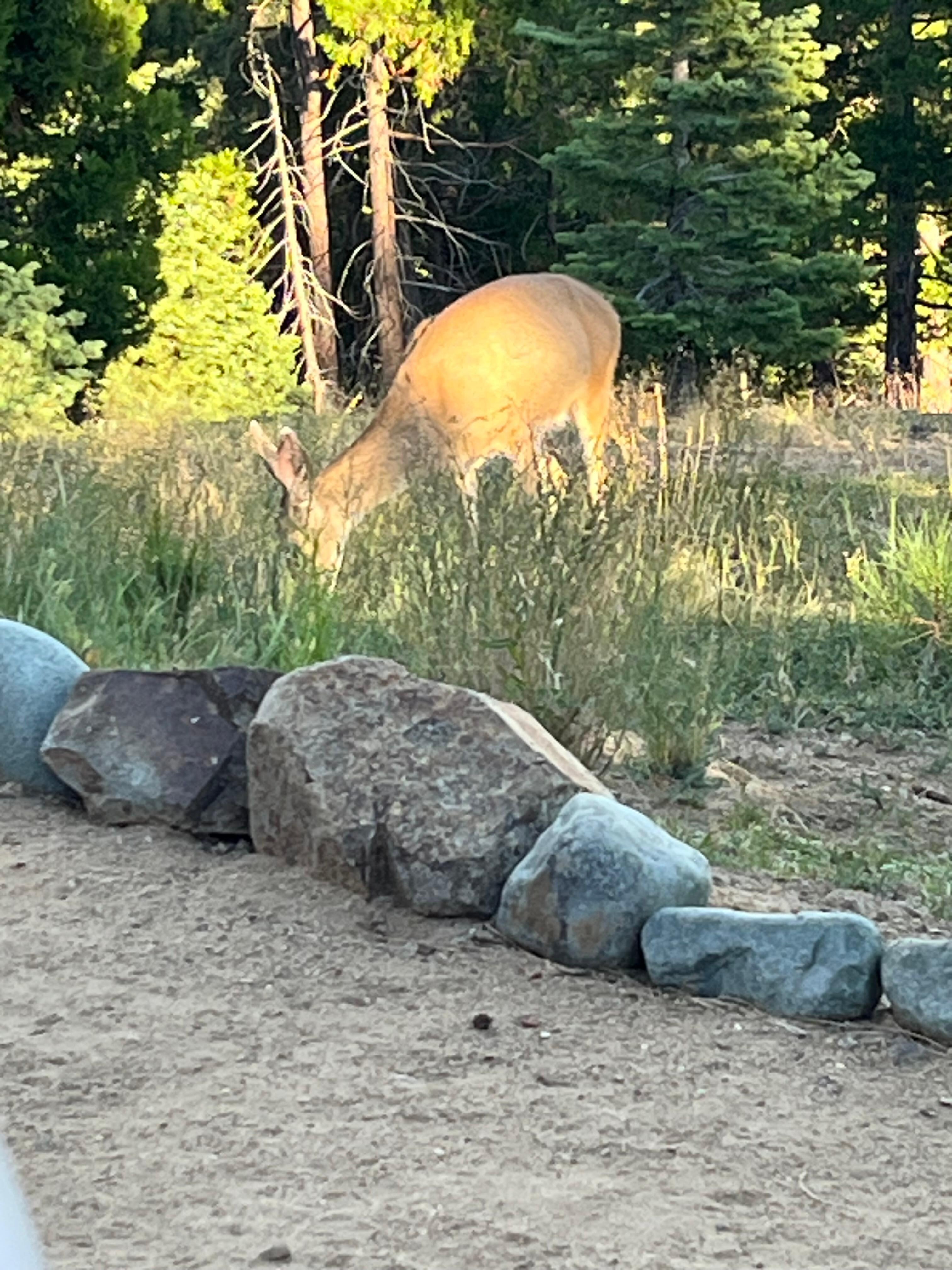 Deer from back porch