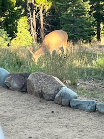 Deer from back porch