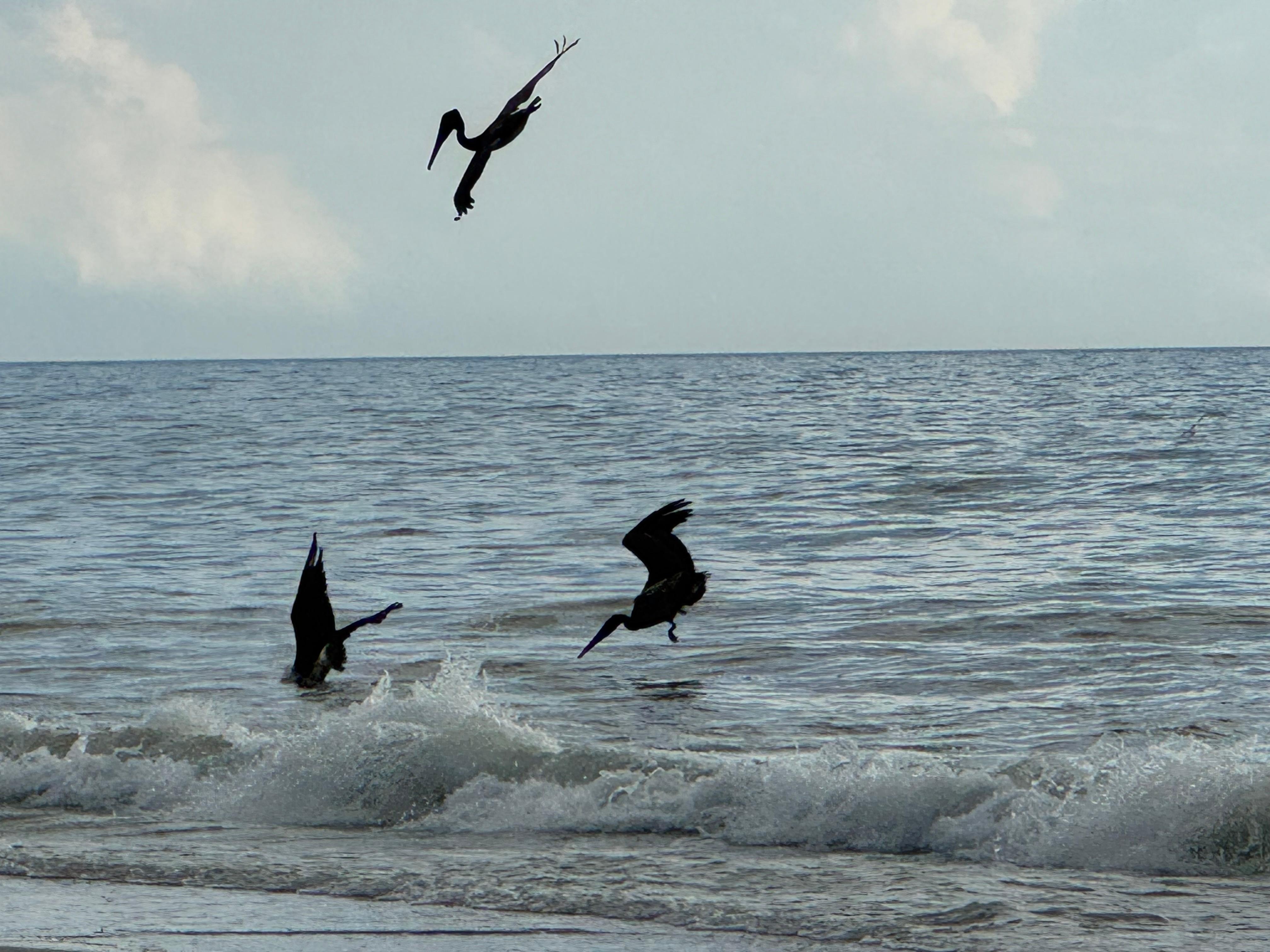 Pelicans along the water 