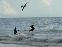 Pelicans along the water