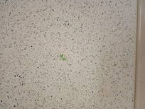 Toothpaste (I think)on the wall