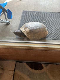Our daily visitors, so fun to watch!