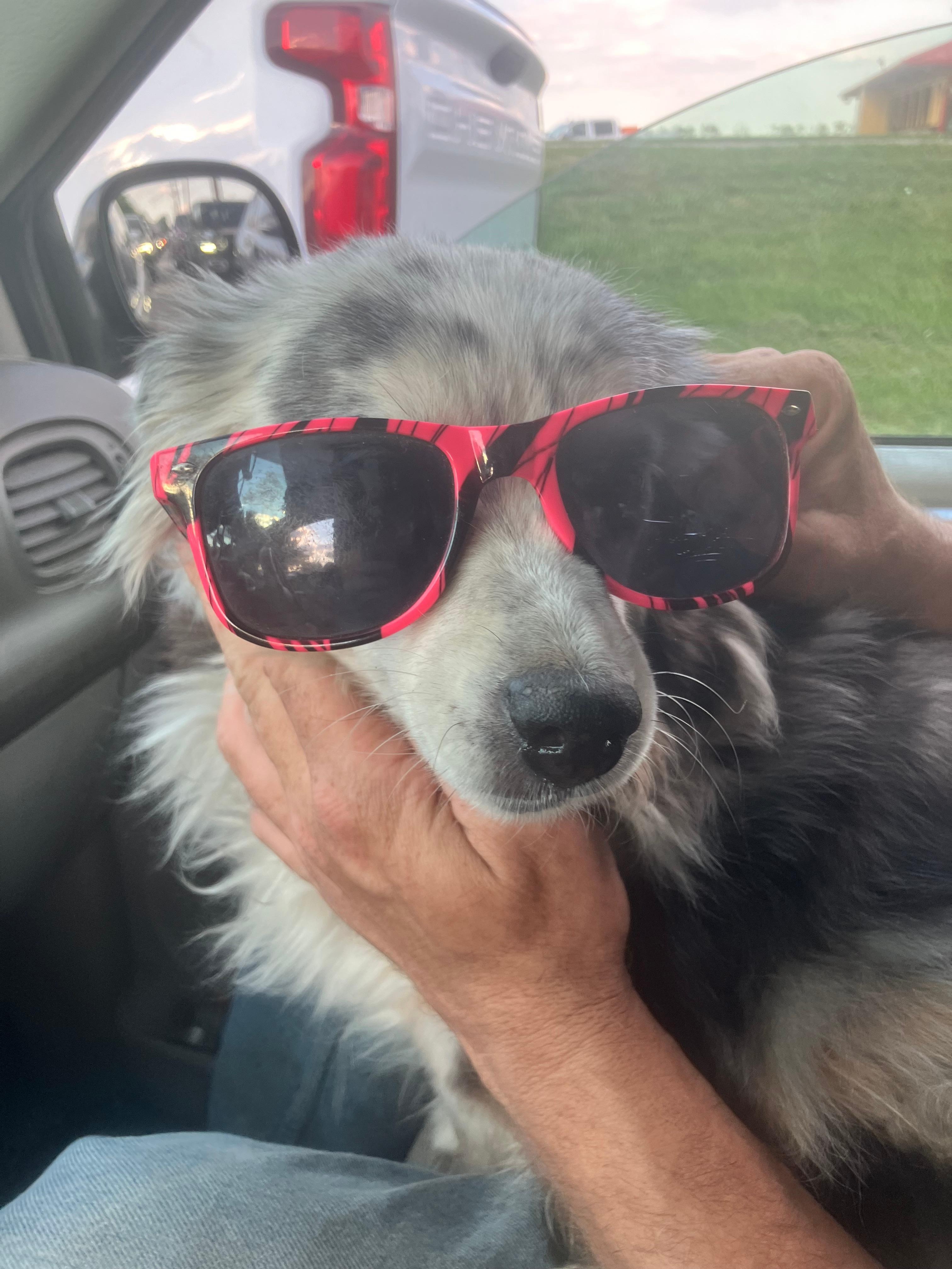 Greatest Service dog ever