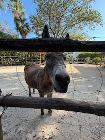 Resident donkey :)