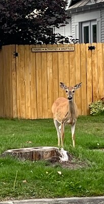 Deer in town