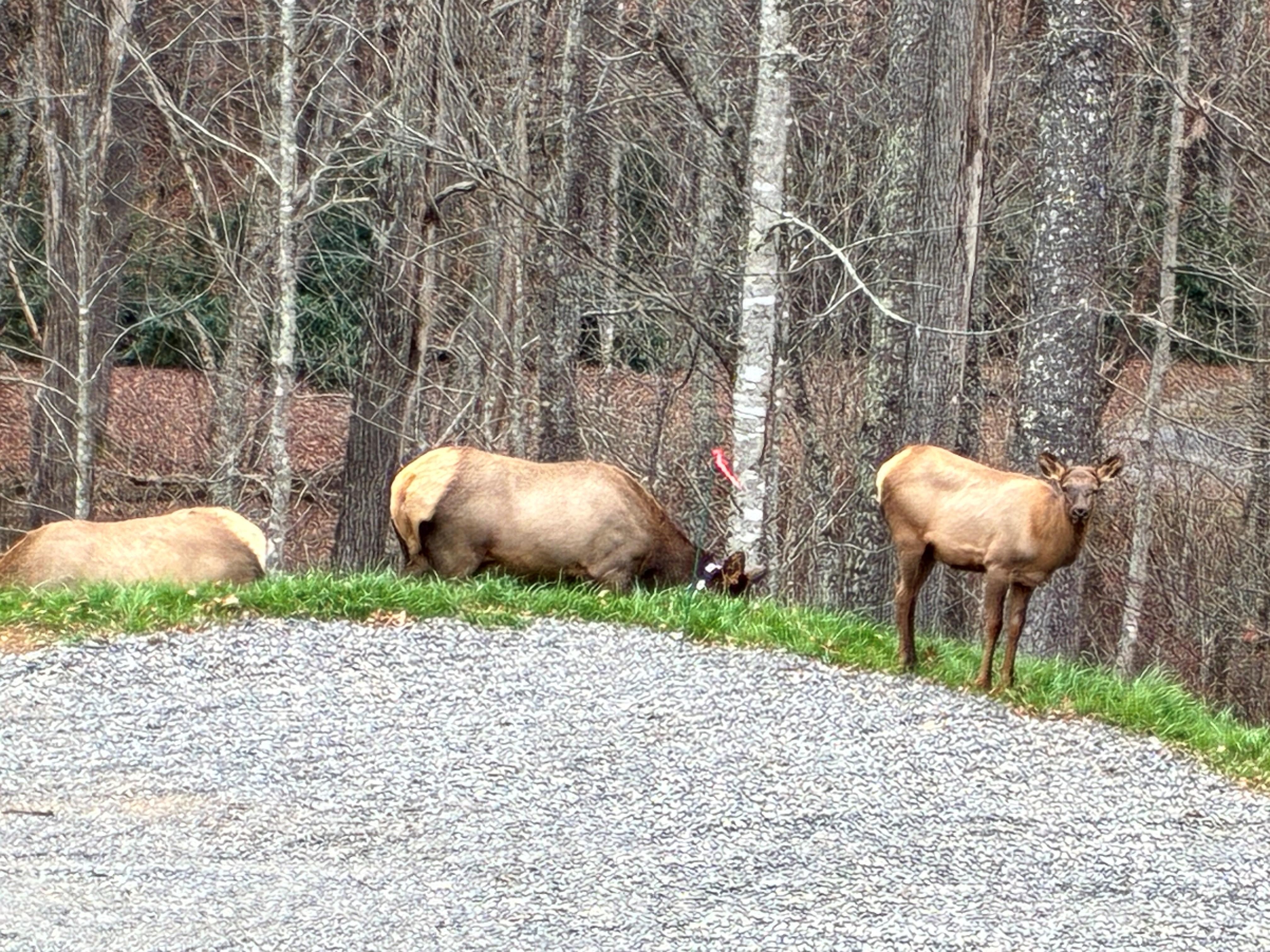 Elke we saw on the way back to the cabin. 