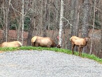 Elke we saw on the way back to the cabin.