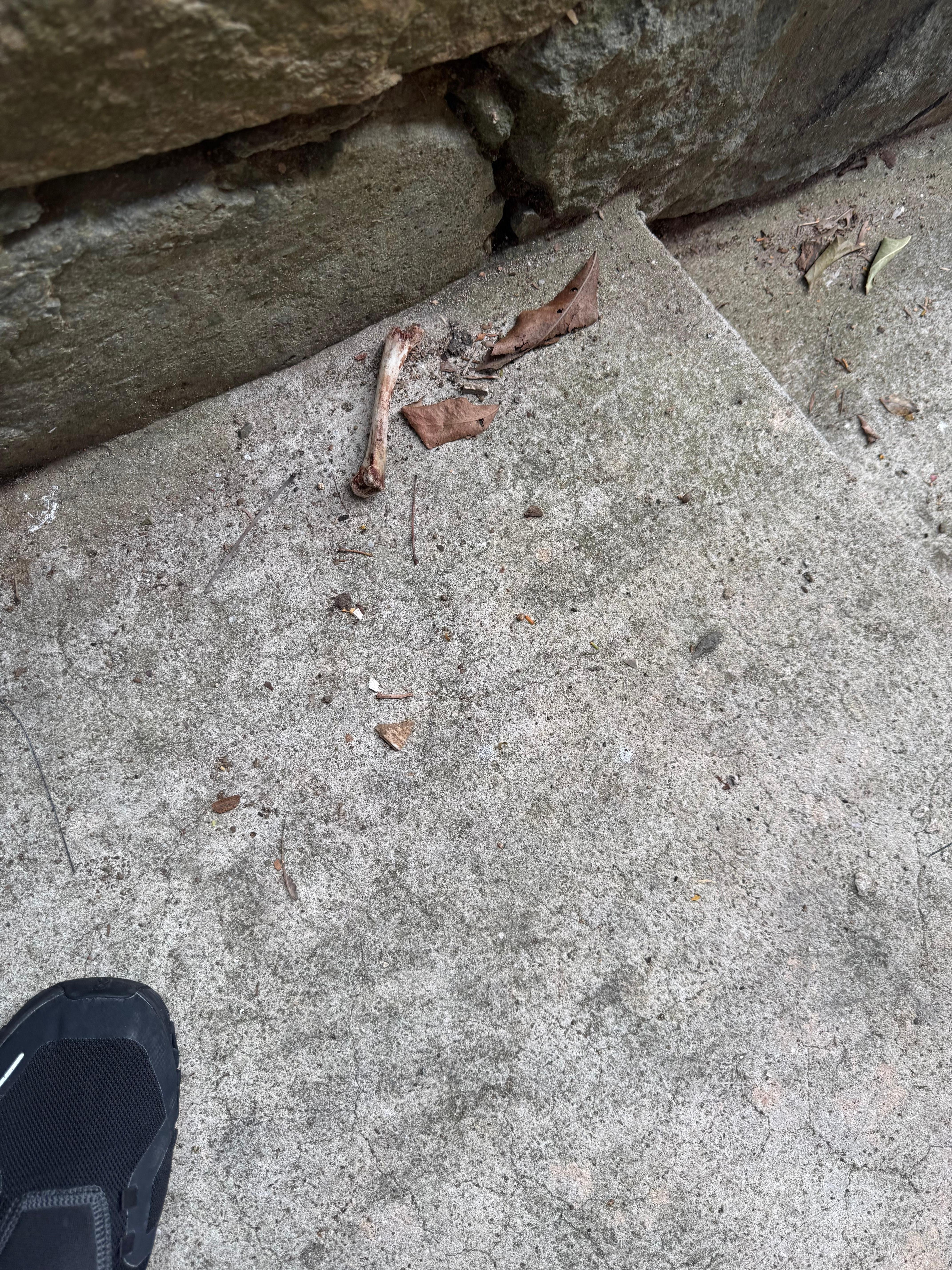 Dead animal bone on stairway into unit 