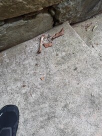 Dead animal bone on stairway into unit
