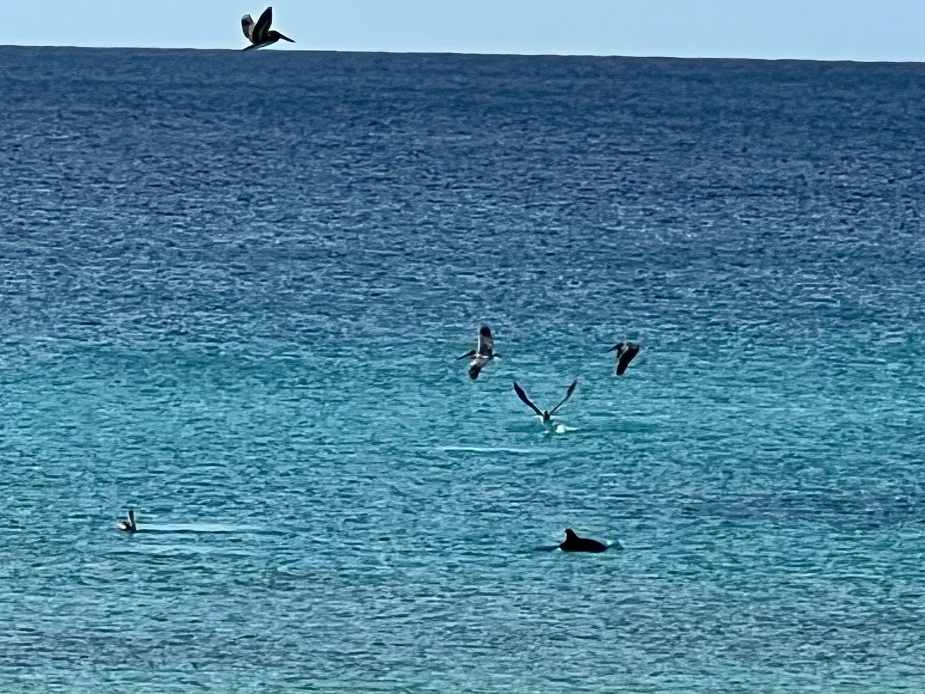 Dolphin sighting