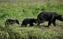 Mom and 2cubs in Cove